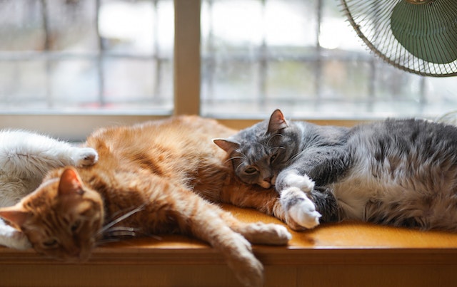 10 razões para ter uma gato em sua casa