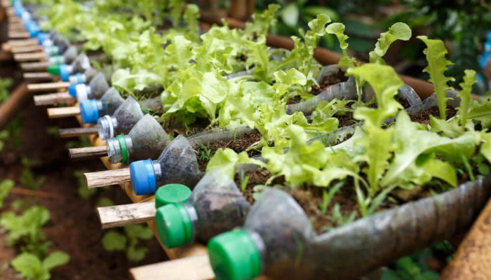 cultivar-alimentos