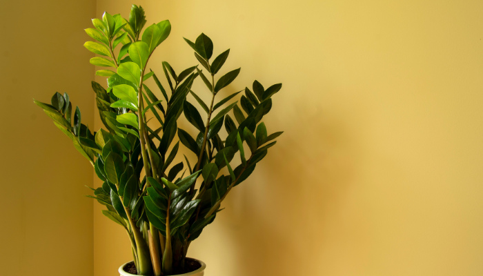 Plantas para ambientes abafados
