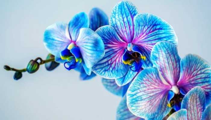 Adubo para as orquídeas