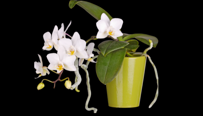 Como cuidar da orquídea