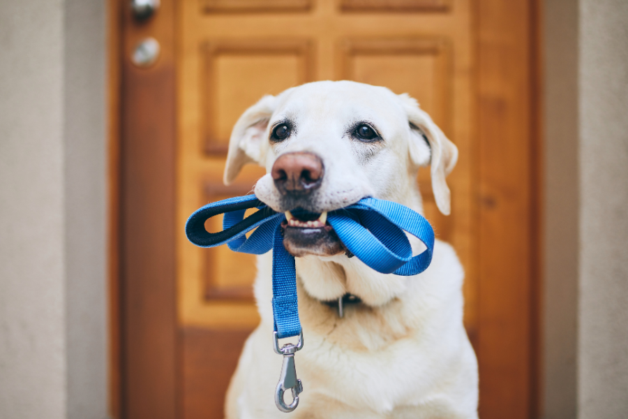 Benefícios de passear com o pet