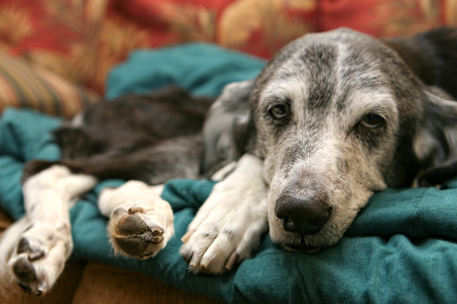 10 sinais de que seu cão está envelhecendo