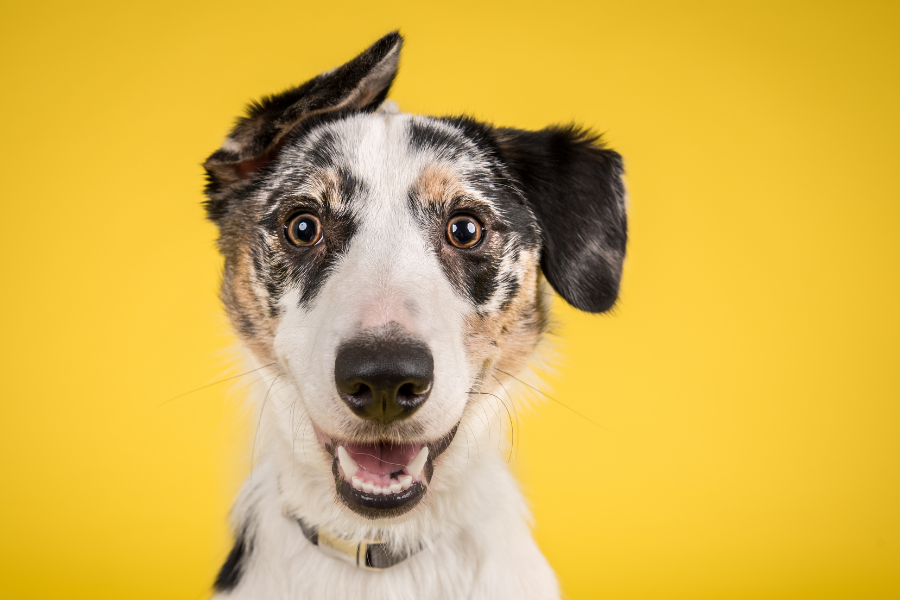 13 sinais de que seu cachorro está feliz