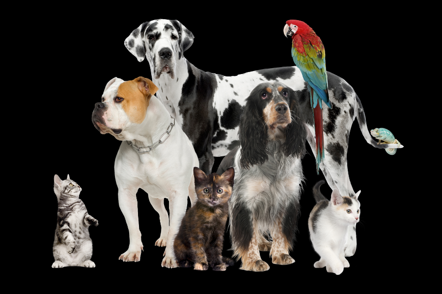 Neste artigo, você vai conhecer 10 motivos pelos quais as pessoas mais velhas precisam dos pets.