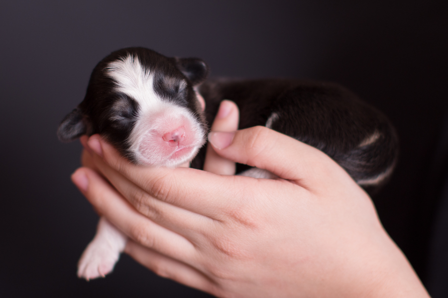 Pensaram ter resgatado um cachorrinho, mas depois perceberam que era outra coisa