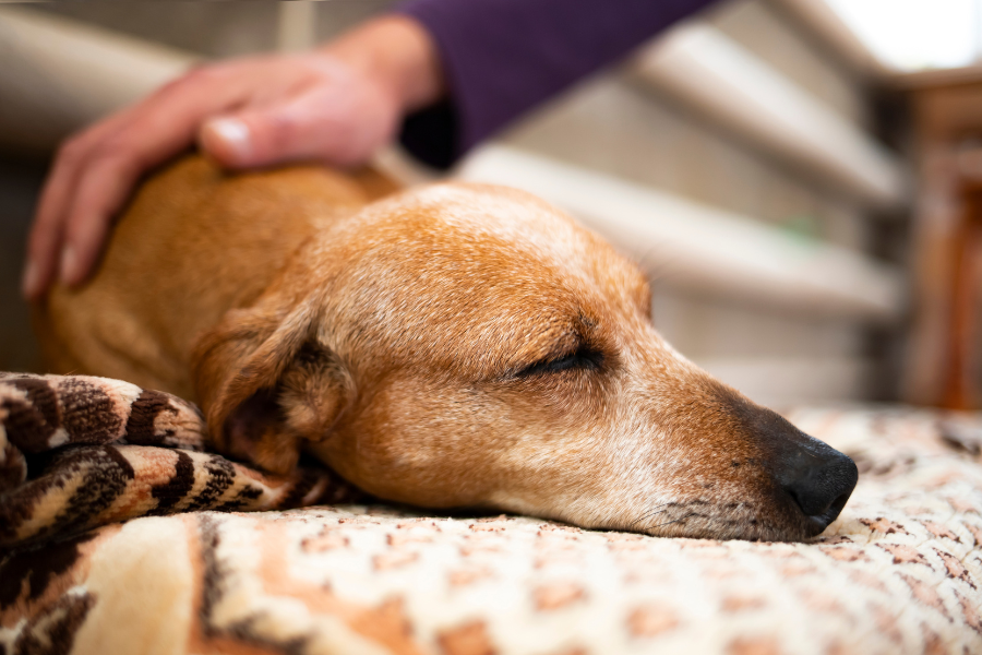 11 Sinais de que seu cão está se aproximando do fim: Como reconhecer e lidar com o processo.