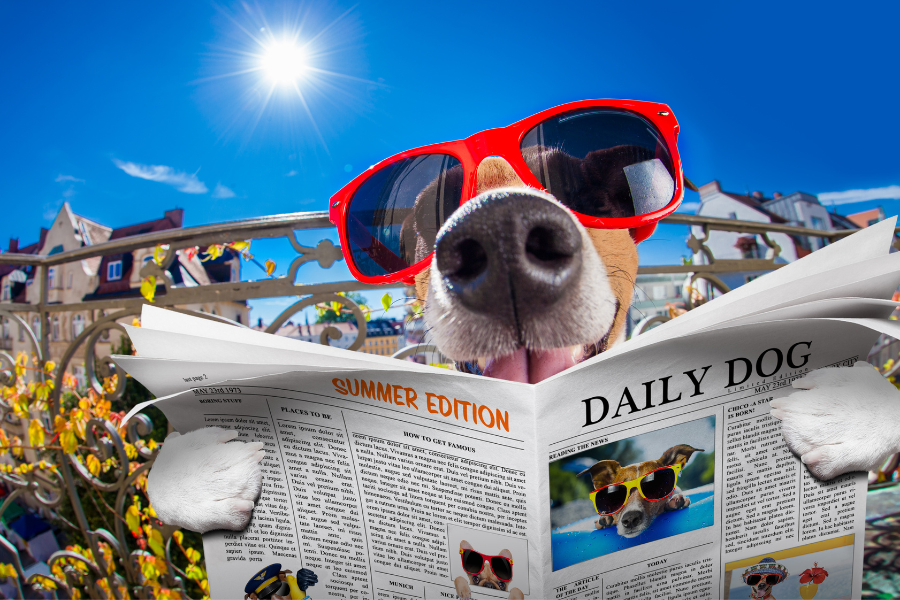 10 Curiosidades Sobre Cães que Provavelmente Não Sabia