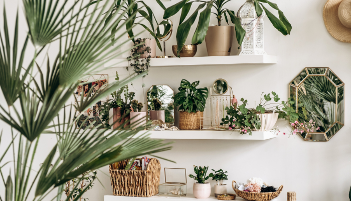 5 Lugares Onde Você Nunca Deve Colocar Uma Planta Dentro de Casa