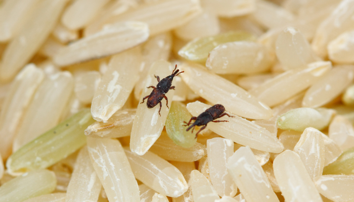 Como eliminar caruncho do arroz de forma simples e eficaz