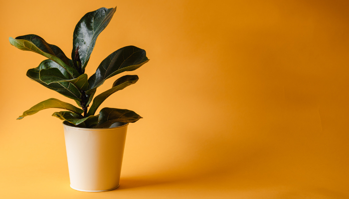 10 plantas que deixam sua casa mais fresquinha de forma natural