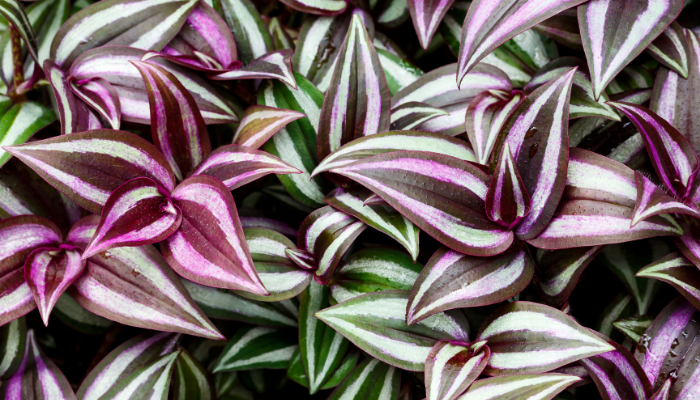 Lambari-roxo: dicas práticas para cultivar em casa