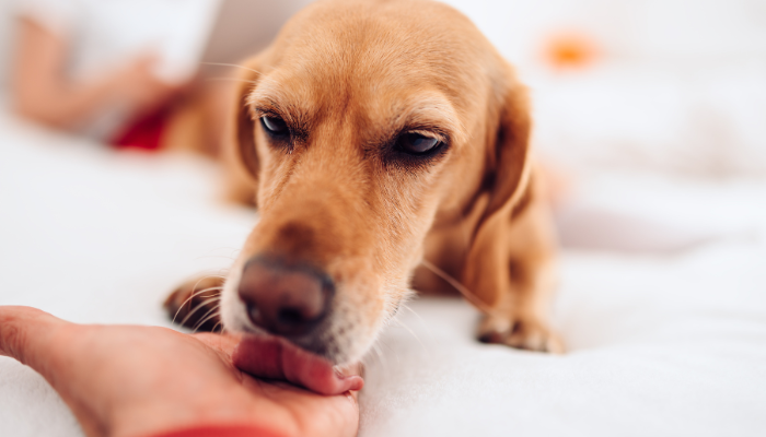Por que seu cachorro lambe seus pés?