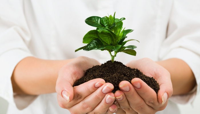 Adubo orgânico caseiro: 10 fertilizantes naturais para suas plantas
