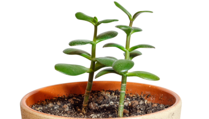 Como cuidar de uma planta jade