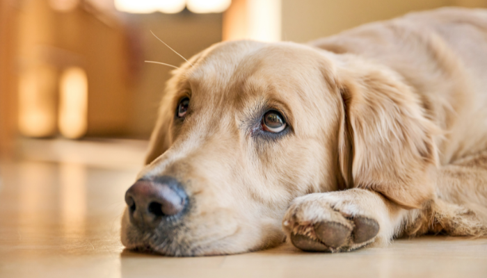 7 sinais claros de que seu cachorro precisa de atenção