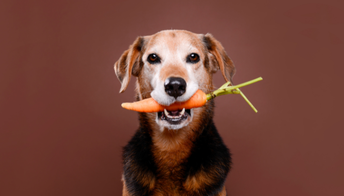 Lista de alimentos tóxicos para cães: o que nunca dar ao pet
