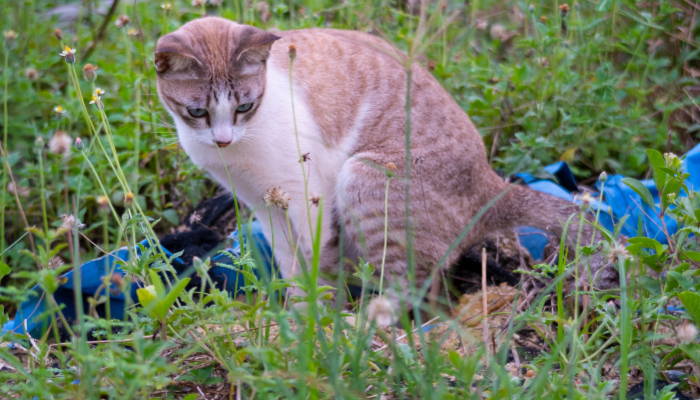 Como evitar gato cocô no quintal - 10 soluções eficientes