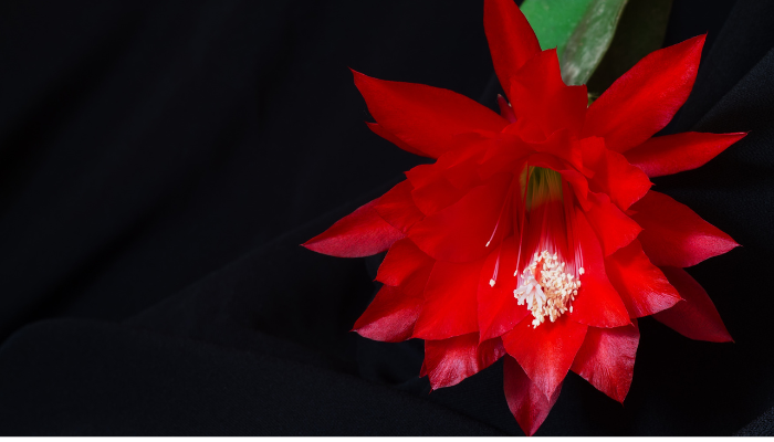 O cacto orquídea: aprenda a cultivar